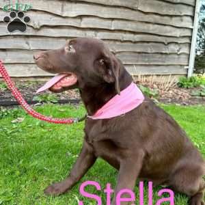 Stella, Chocolate Labrador Retriever Puppy